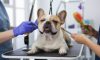 French Bulldog Grooming Tips for a Lustrous Coat