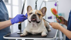 French Bulldog Grooming Tips for a Lustrous Coat