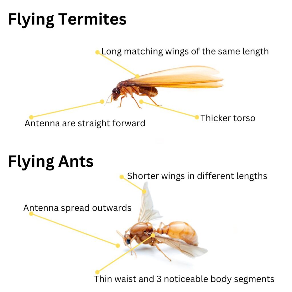 Flying Termites Control: Essential Steps for Effective Management