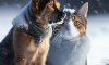 Protecting Pets in Cold Weather: Must-Know Tips