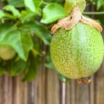 Fruiting Vines for Brisbane Pergolas: Discover Passionfruit & Kiwi