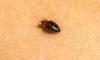 Identify, Treat, and Prevent Bed Bug Infestations Effectively