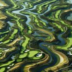 Golfing Destination: Discover Bellville Golf Club