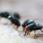Maggot Extermination Techniques for Sydney Properties