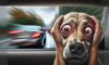 Effective Motion Sickness Remedies for Dogs